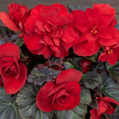 Knölbegonia F1 'Nonstop Mocca Deep Red'