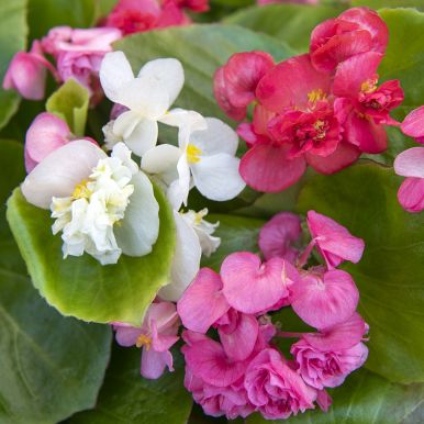 Sommarbegonia F1 'Queen mix'