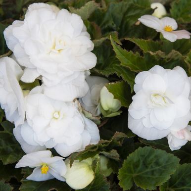 Knölbegonia F1 'Fortune White'