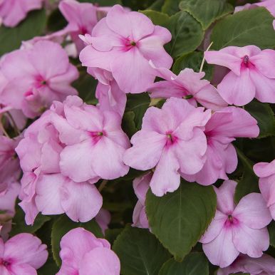 Flitiga Lisa F1 'Lollipop Pink Lemonade'