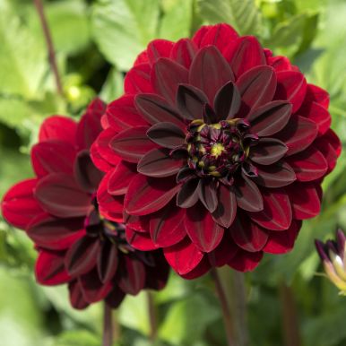 Dekorativdahlia 'Arabian Night' 1 st