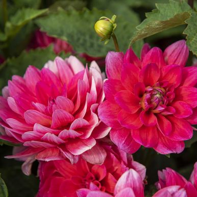 Näckrosdahlia 'Berliner Kleene' 1 st