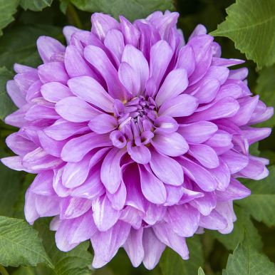 Dekorativdahlia 'Bluetiful' 1 st