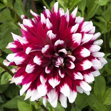 Dekorativdahlia 'Duet' 1 st