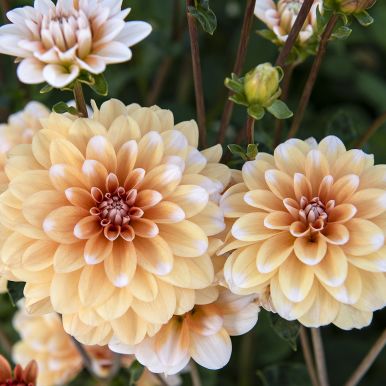 Näckrosdahlia 'Orange Perception' 1 st