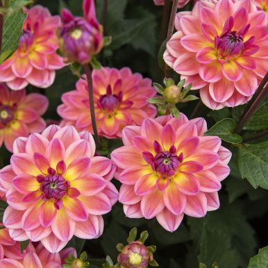 Näckrosdahlia 'Pacific View' 1 st