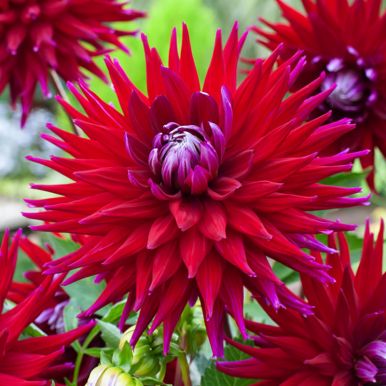 Kaktusdahlia 'Gerry Scott' 1 st