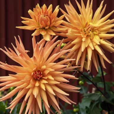 Kaktusdahlia 'Gold Crown' 1 st