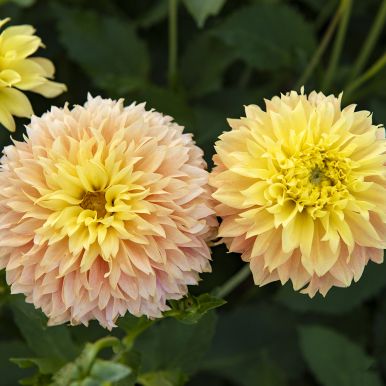 Fransdahlia 'Deep Impact' 1 st