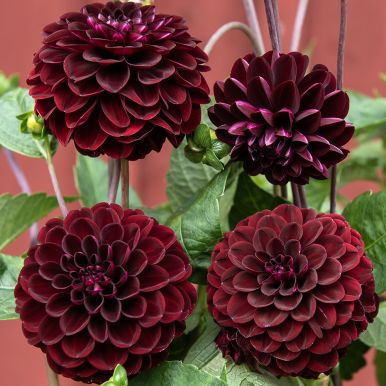 Pompondahlia 'Natal' 1 st