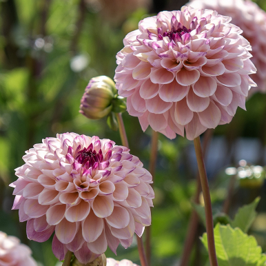 Pompondahlia 'Wine Eyed Jill' 1 st