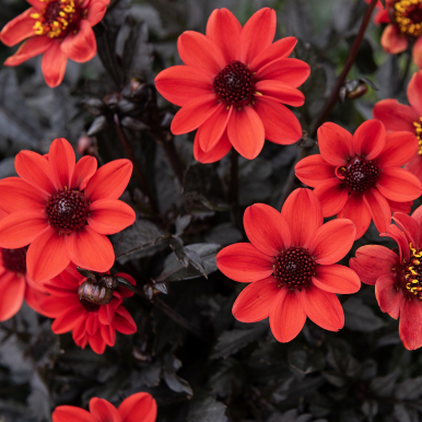 Enkel Trädgårdsdahlia 'Happy Days Cherry Red' 1 st