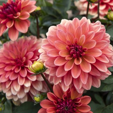 Dekorativdahlia 'Gallery Matisse' 1 st