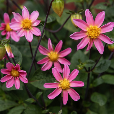 Enkel Trädgårdsdahlia 'Topmix Pink' 1 st