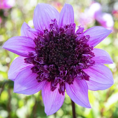 Anemondahlia 'Blue Bayou' 1 st