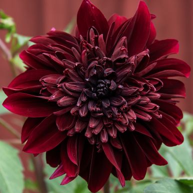 Anemondahlia 'Soulman' 1 st