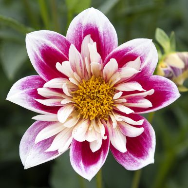 Halskråsdahlia 'Fashion Monger' 1 st