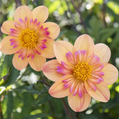 Halskråsdahlia 'Kelsey Annie Joy' 1 st