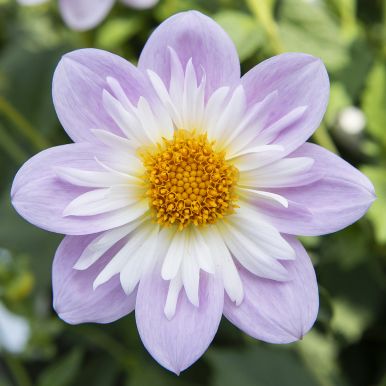 Halskråsdahlia 'Teesbrooke Audrey' 1 st