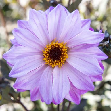 Piondahlia 'Bishop of Leicester' 1 st