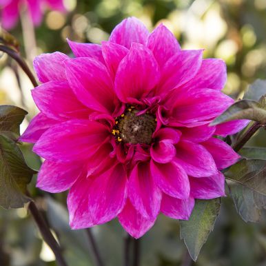 Piondahlia 'Fascination' 1 st