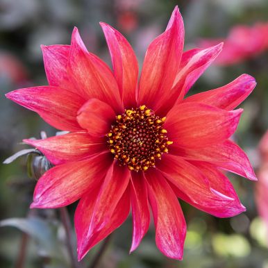 Piondahlia 'Waltzing Matilda' 1 st