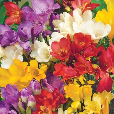 Freesia 'Royal Champion'