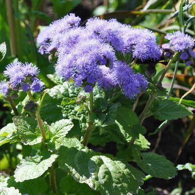 Ageratum 'Blue Mink'