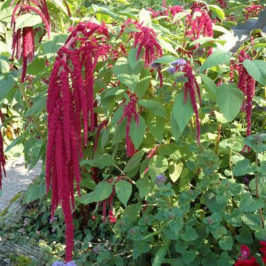 Rävsvans 'Red Tails'