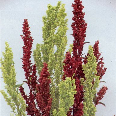 Trädgårdsmålla 'Red/Green Plume'