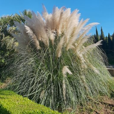 Vitt Pampasgräs 'White Feather'