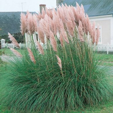 Rött Pampasgräs 'Pink Feather'