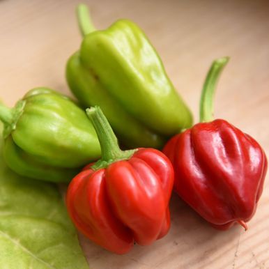 Havannapeppar 'Habanero Caribbean Red'