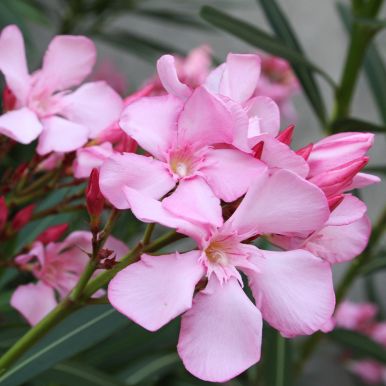 Oleander