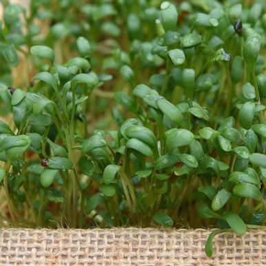 Storbladig Smörgåskrasse 'Broadleaved'