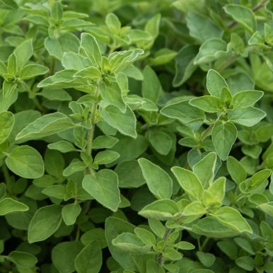 Grekisk Oregano