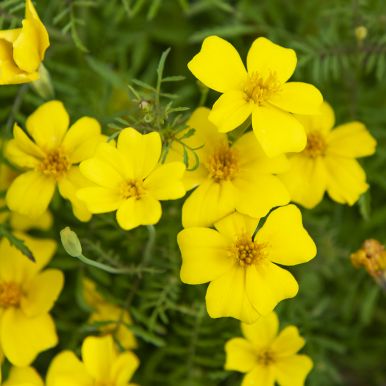 Liten Tagetes 'Signet Lemon'