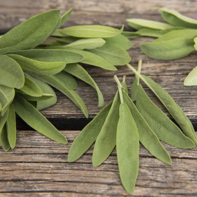 Spansk Salvia