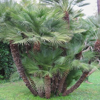 Dvärgpalm