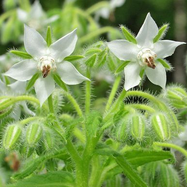 Gurkört 'Bianca'