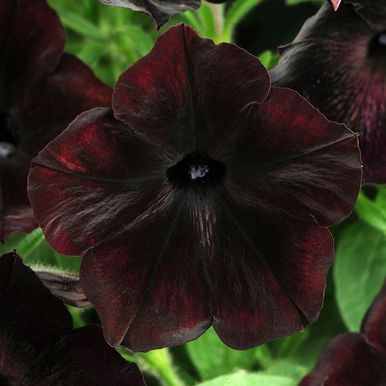 Petunia F1 'Debonair Black Cherry'