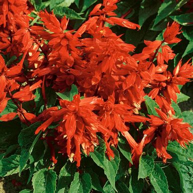 Praktsalvia 'Scarlet Piccolo'