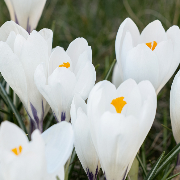 Vårkrokus 'Jeanne d'Arc' 10 st