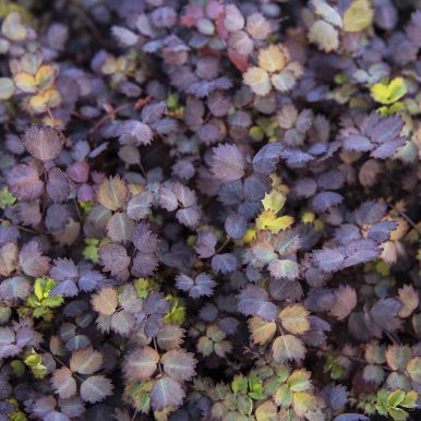 Slät Taggpimpinell 'Purpurea'