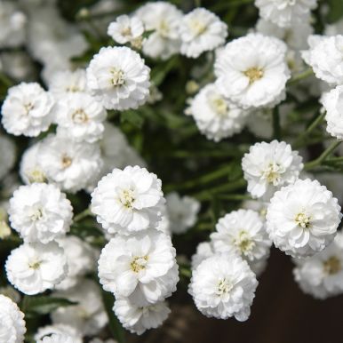 Vitpytta 'Marshmallow'