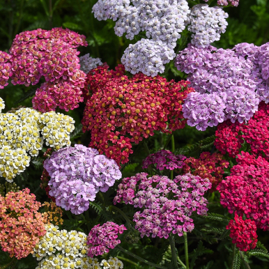 Röllika 'Flowerburst Fruit Bowl', Härdig perenn som blommar fint redan första året.