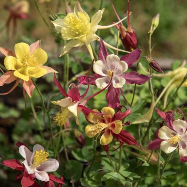 Pastellakleja 'McKana Giant'