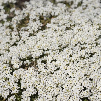Fagertrav 'Little Treasure White'