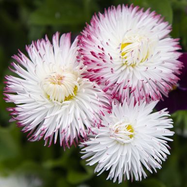 Tusensköna 'Habanera White with Red Tips'