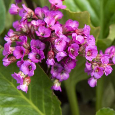 Trädgårdsbergenia 'Winterglow'